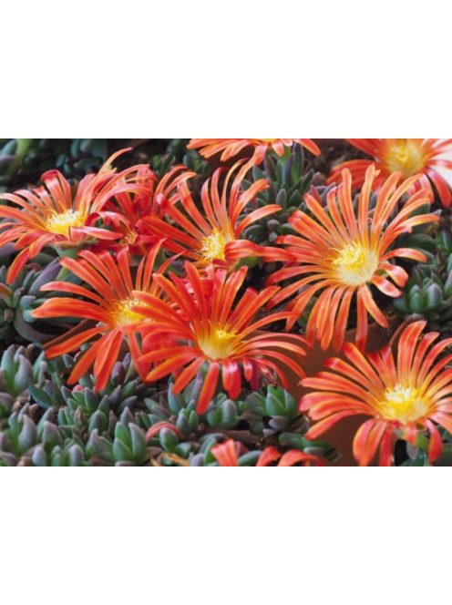 Dyer délvirág / DELOSPERMA dyeri 