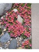 Dyer délvirág / DELOSPERMA dyeri 