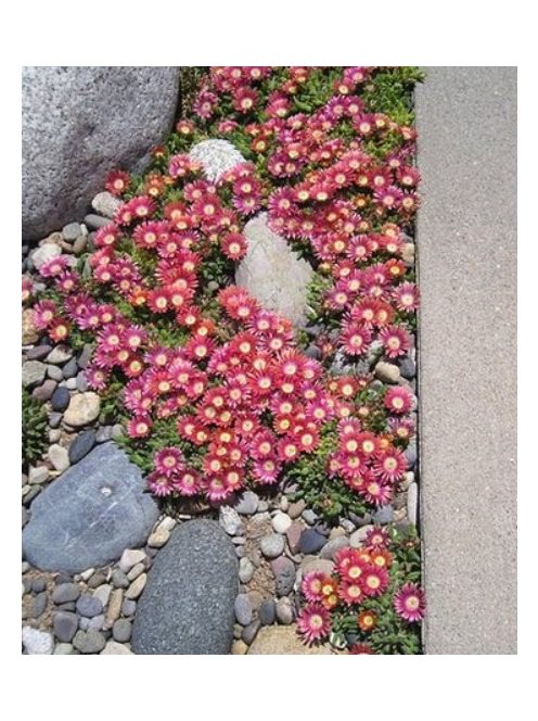 Dyer délvirág / DELOSPERMA dyeri 