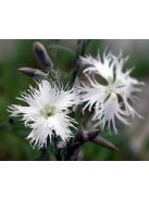 Homoki szegfű / DIANTHUS arenarius f. nanus 'Little Maiden'