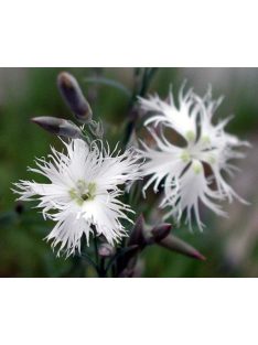   Homoki szegfű / DIANTHUS arenarius f. nanus 'Little Maiden'