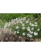 Homoki szegfű / DIANTHUS arenarius f. nanus 'Little Maiden'