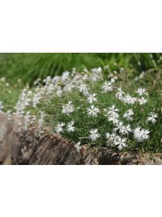   Homoki szegfű / DIANTHUS arenarius f. nanus 'Little Maiden'