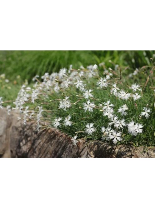 Homoki szegfű / DIANTHUS arenarius f. nanus 'Little Maiden'