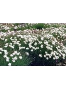 Homoki szegfű / DIANTHUS arenarius f. nanus 'Little Maiden'