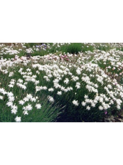 Homoki szegfű / DIANTHUS arenarius f. nanus 'Little Maiden'