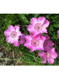 Szegfű / DIANTHUS nitidus 