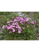 Szegfű / DIANTHUS nitidus 