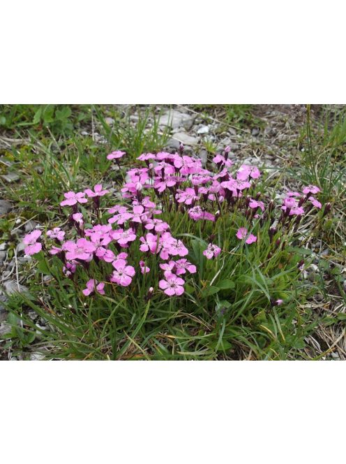 Szegfű / DIANTHUS nitidus 