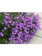 Szegfű / DIANTHUS nitidus 