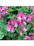 Pompás szívvirág / DICENTRA formosa 