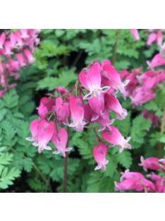 Pompás szívvirág / DICENTRA formosa 