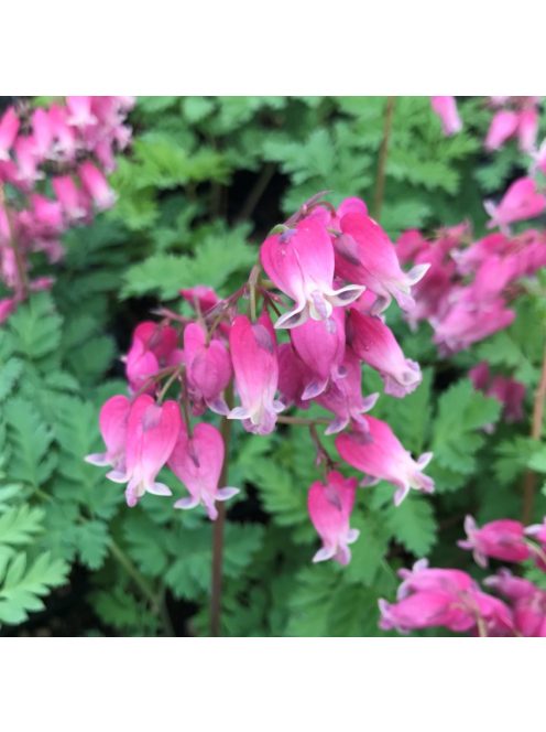 Pompás szívvirág / DICENTRA formosa 