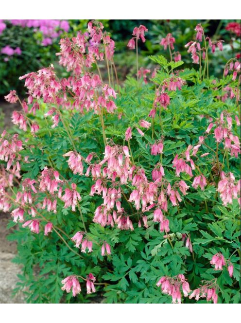 Pompás szívvirág / DICENTRA formosa 