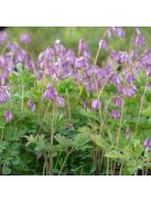 Pompás szívvirág / DICENTRA formosa 