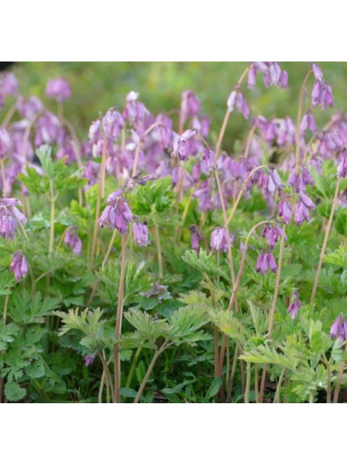 Pompás szívvirág / DICENTRA formosa 