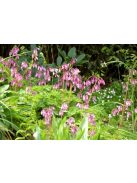 Pompás szívvirág / DICENTRA formosa 