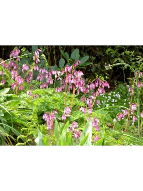 Pompás szívvirág / DICENTRA formosa 