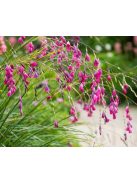 Pálcavirág / DIERAMA pulcherrimum 