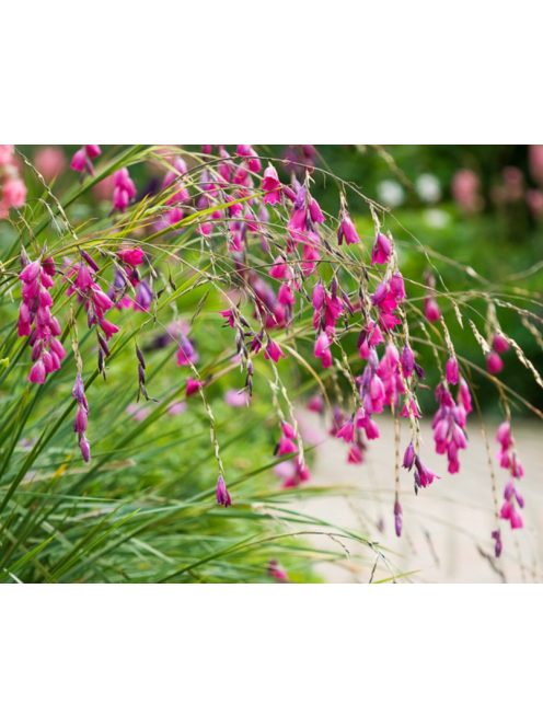 Pálcavirág / DIERAMA pulcherrimum 