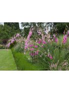 Pálcavirág / DIERAMA pulcherrimum 