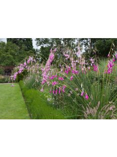 Pálcavirág / DIERAMA pulcherrimum 