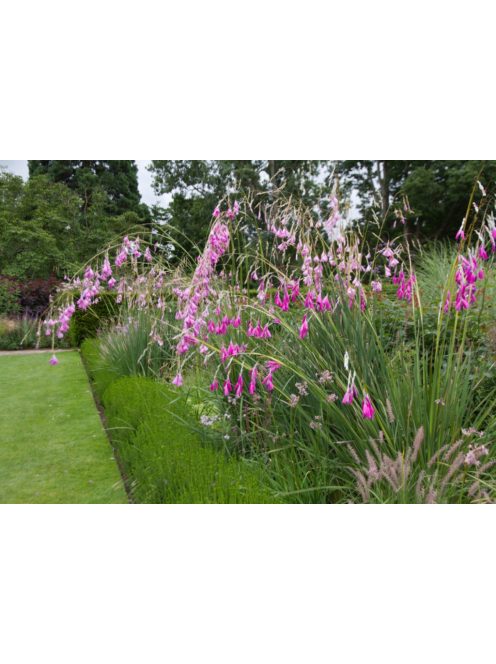 Pálcavirág / DIERAMA pulcherrimum 