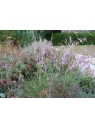Pálcavirág / DIERAMA pulcherrimum 