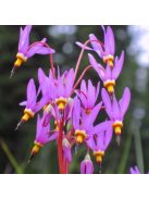 Bálványvirág / DODECATHEON tetrandrum 'Rotlicht'