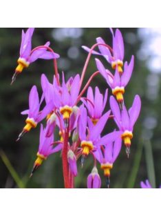   Bálványvirág / DODECATHEON tetrandrum 'Rotlicht'