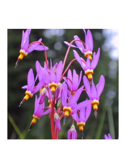 Bálványvirág / DODECATHEON tetrandrum 'Rotlicht'