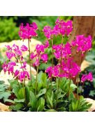 Bálványvirág / DODECATHEON tetrandrum 'Rotlicht'