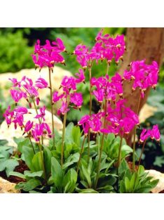   Bálványvirág / DODECATHEON tetrandrum 'Rotlicht'