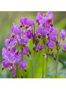 Bálványvirág / DODECATHEON tetrandrum 'Rotlicht'