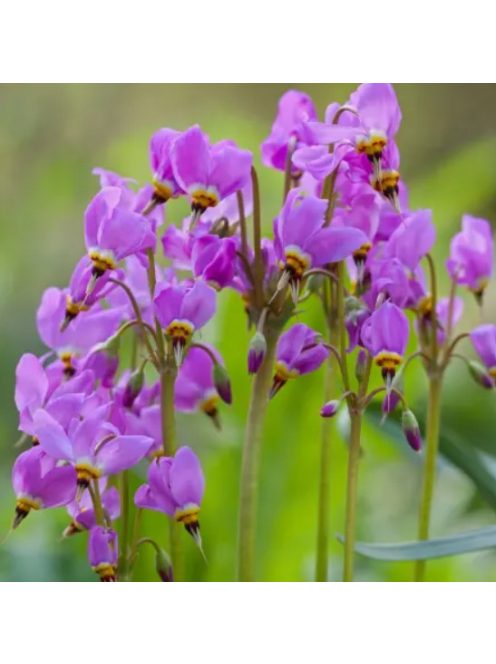 Bálványvirág / DODECATHEON tetrandrum 'Rotlicht'