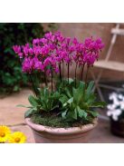 Bálványvirág / DODECATHEON tetrandrum 'Rotlicht'