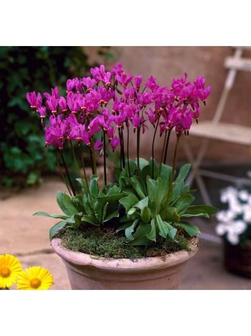 Bálványvirág / DODECATHEON tetrandrum 'Rotlicht'