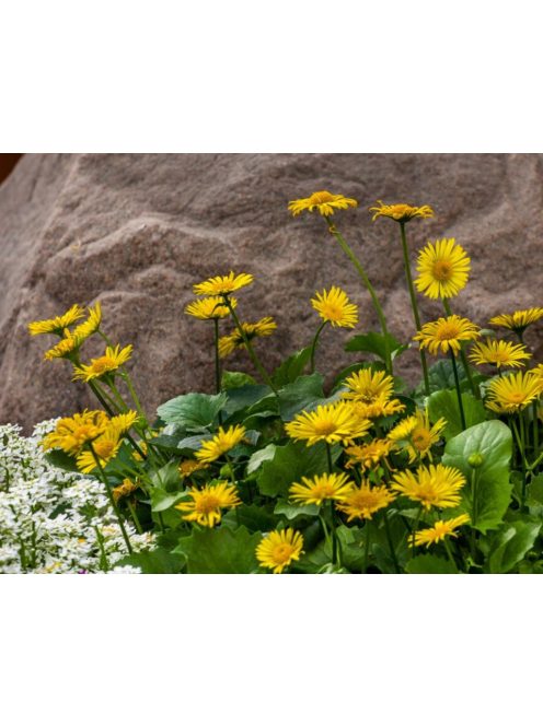 Zergevirág / DORONICUM orientale 'Leonardo'(TM)