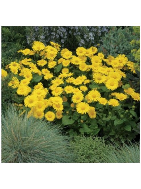 Zergevirág / DORONICUM orientale 'Leonardo'(TM)