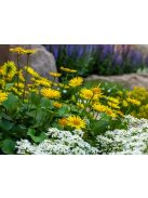 Zergevirág / DORONICUM orientale 'Leonardo'(TM)