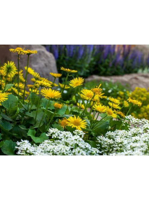Zergevirág / DORONICUM orientale 'Leonardo'(TM)