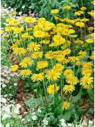 Zergevirág / DORONICUM orientale 'Leonardo'(TM)