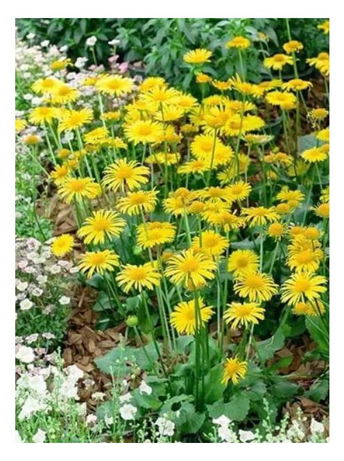 Zergevirág / DORONICUM orientale 'Leonardo'(TM)