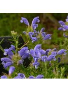 Sárkányfej / DRACOCEPHALUM argunense 'Fuji Blue'