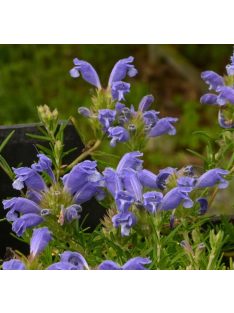 Sárkányfej / DRACOCEPHALUM argunense 'Fuji Blue'