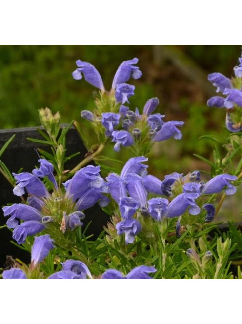 Sárkányfej / DRACOCEPHALUM argunense 'Fuji Blue'