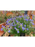 Sárkányfej / DRACOCEPHALUM argunense 'Fuji Blue'