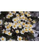 Havasi magcsákó / DRYAS octopetala 