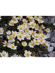 Havasi magcsákó / DRYAS octopetala 