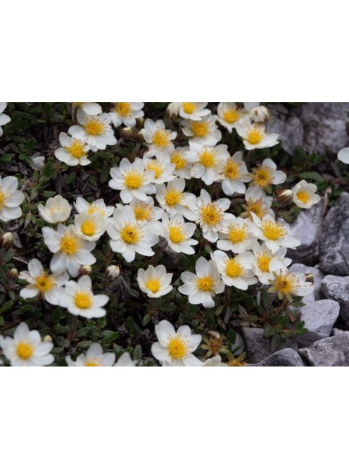 Havasi magcsákó / DRYAS octopetala 